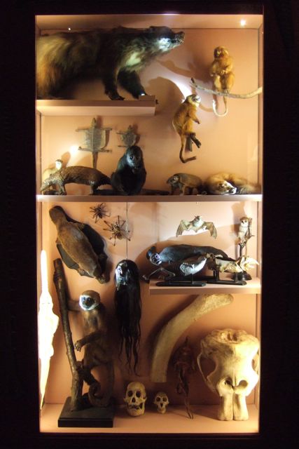 wunderkammer trainslation wunderkammer trainslation