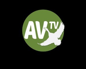 Av Tv Av Tv