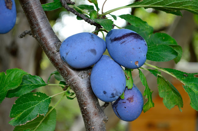 Plums - Healing properties of prunes