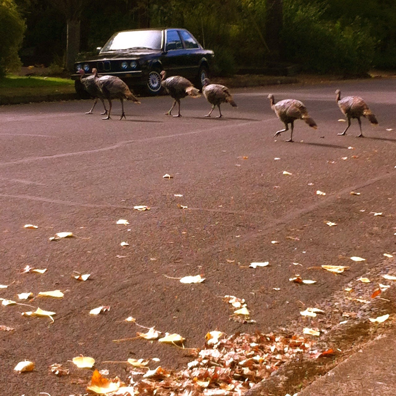 Why Did The Wild Turkeys Cross The Road? Eugene, oregon, autumn, fall, Under The Plum Blossom Tree, birds, BMW 325