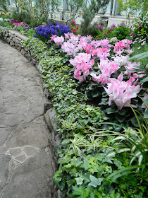 Allan Gardens Conservatory Easter Flower Show 2013 drifts pink cyclamen deep blue hyacinths by garden muses: Toronto gardening blog