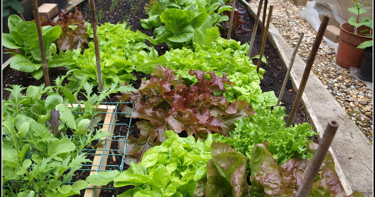 Mark's Veg Plot Lettuce