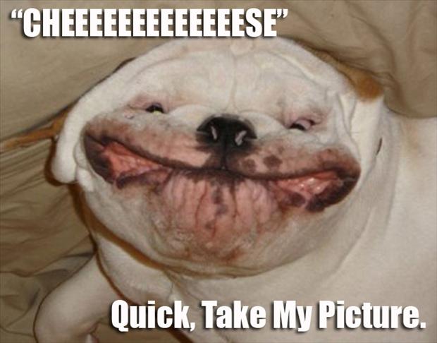 animal pictures with captions, cheese quick take my picture