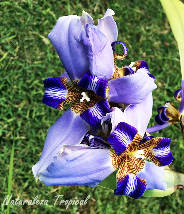 Flor del género Neomarica, Iris caminante