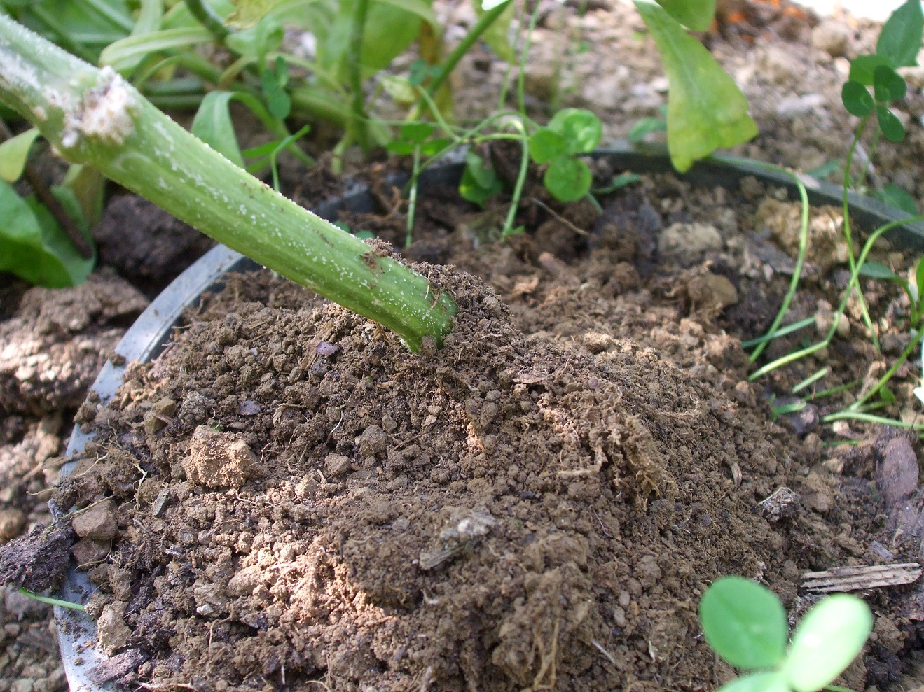 First Aid for wilting Cucumber plants