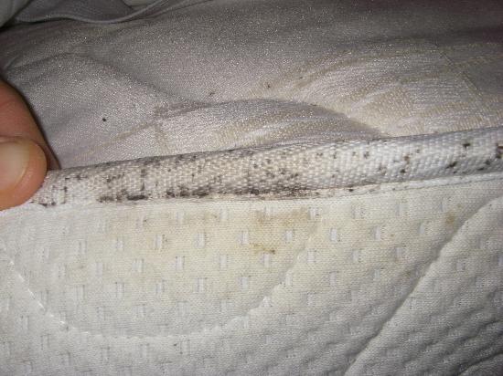 Bed Bug Mattress Cover Is The Best Defense For Preventing Bed Bugs