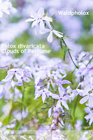 mediterraner Garten - Bodendecker Bodendecker - Polsterstauden für den mediterranen Garten - Phlox divaricata