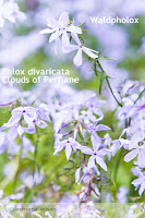 Bodendecker - Polsterstauden für den mediterranen Garten - Phlox divaricata