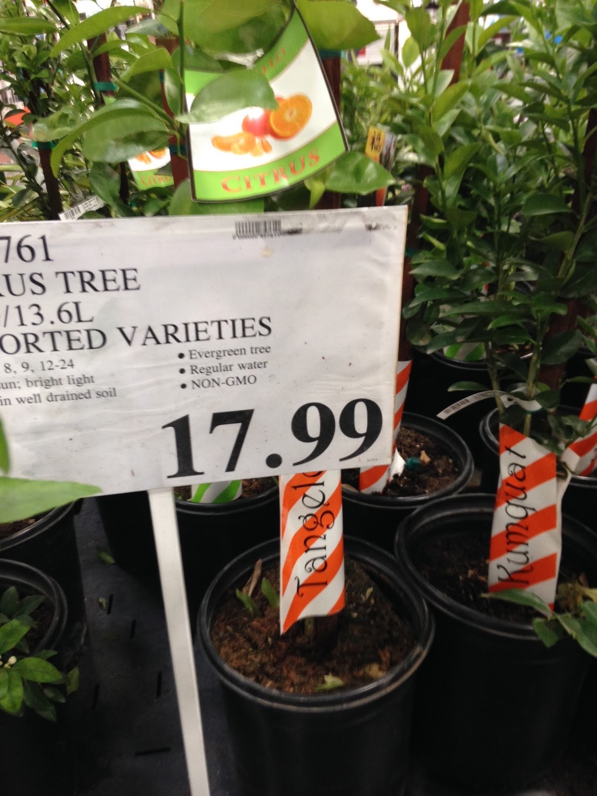 Citrus Trees (3.5 gallon Assorted Varieties Lime, Tangerine, Kumquat