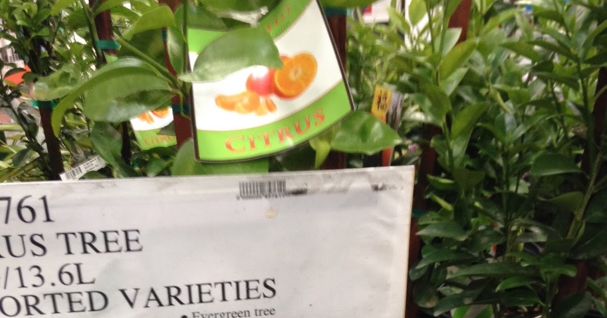 Citrus Trees (3.5 gallon Assorted Varieties Lime, Tangerine, Kumquat