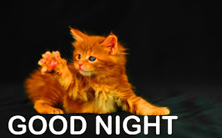 Funny Good Night Images For Whatsapp Funny Good Night Images For Whatsapp