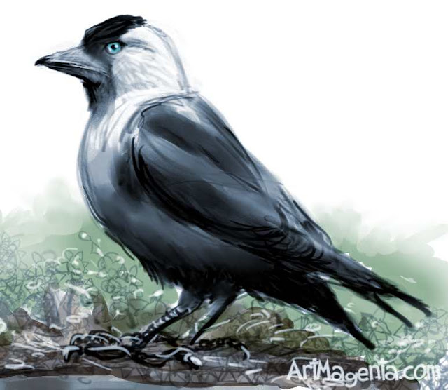 Jackdaw sketch painting. Bird art drawing by illustrator Artmagenta