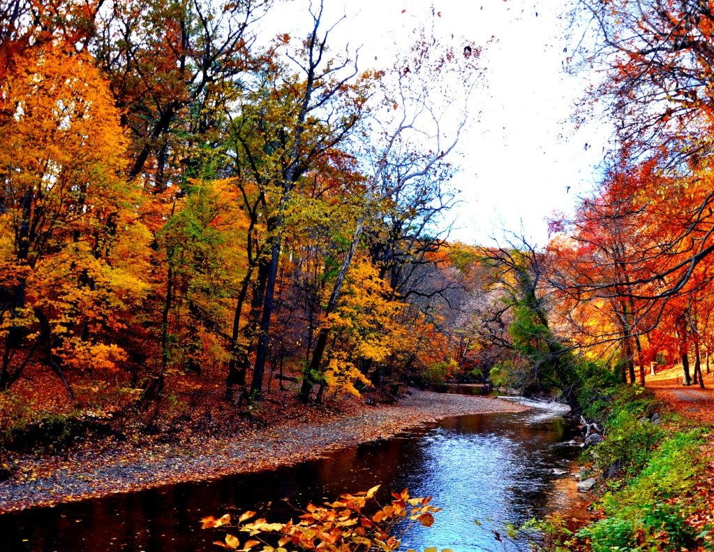 MSealPhoto Rock Creek Park in Fall