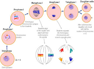 Proses Pembelahan Sel (Amitosis, Mitosis, & Meiosis)