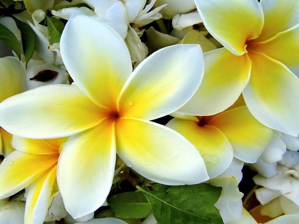 Yellow Plumeria Flowers - Flower With Styles