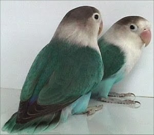 lovebird kacamata fischer lovebird kacamata fischer