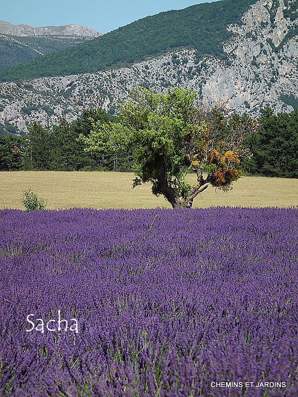 Chemins et jardins Champs de lavande Valensole à