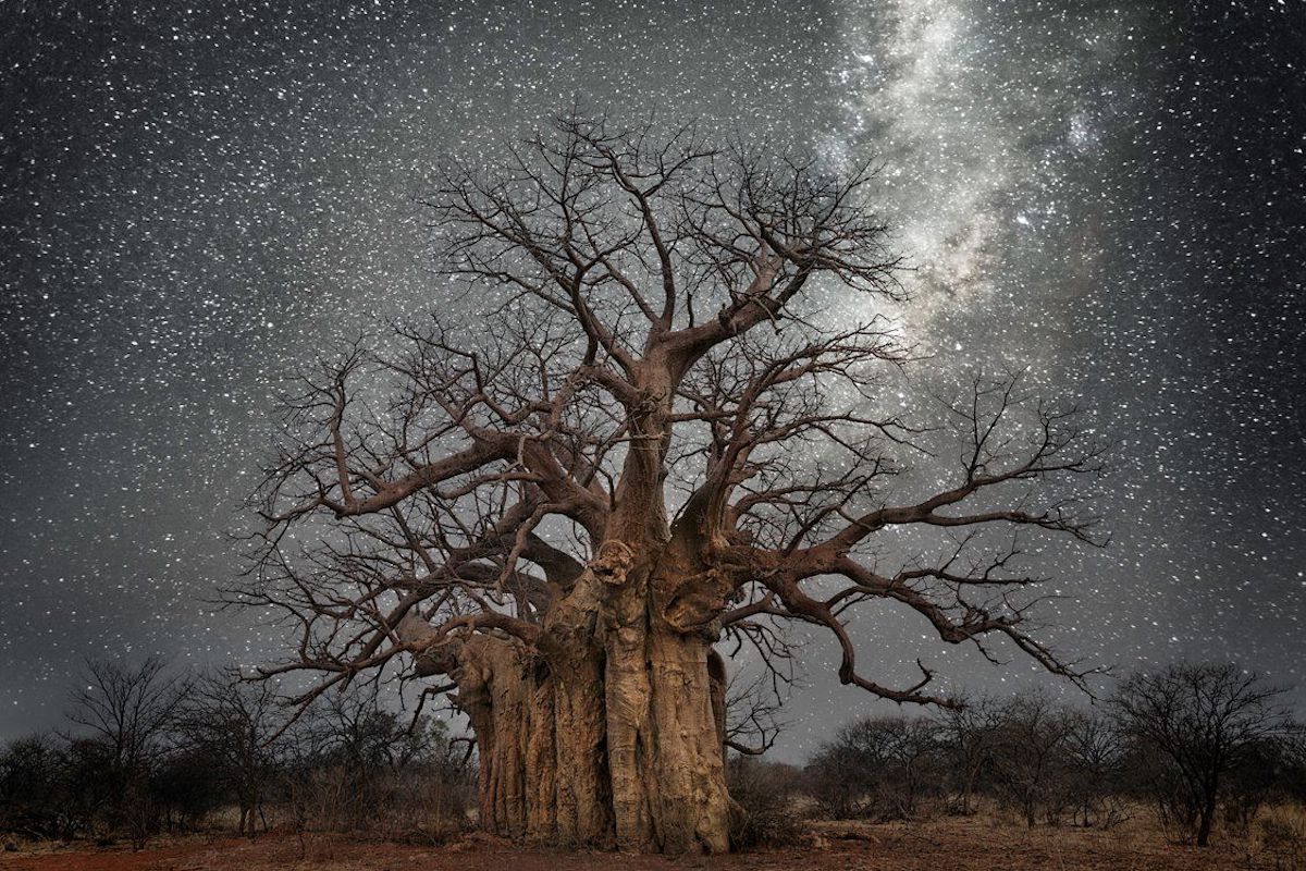 Ancient tree