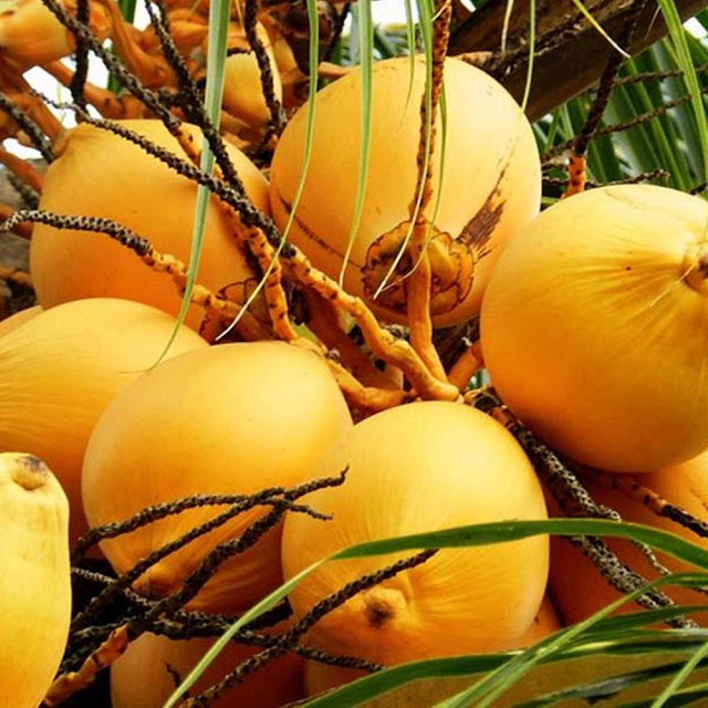 Jual buah kelapa gading kuning murah