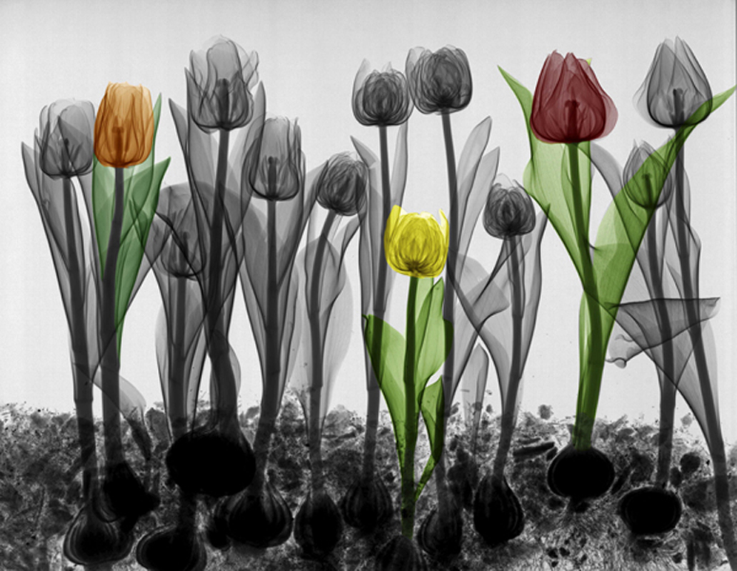 16-Tulips-in-the-Field-Arie-van-t-Riet-Colored-X-ray-Photographs-of-Nature-www-designstack-co