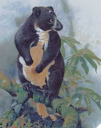 Laberinto en extinción Dingiso (Dendrolagus mbaiso)