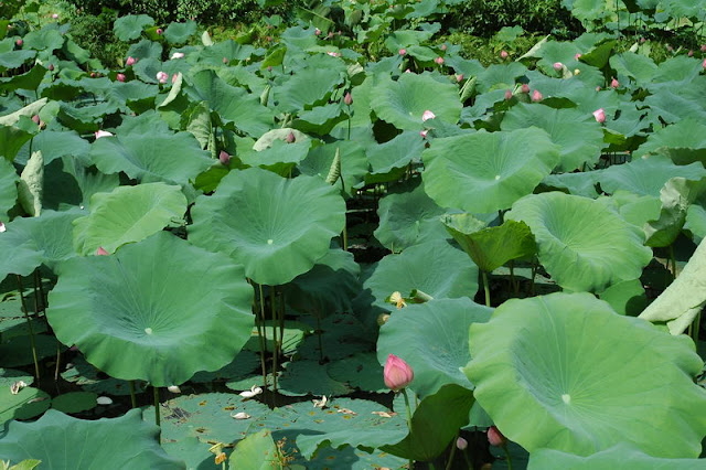 Ninh Binh - Photo An Bui Ninh Binh - Photo An Bui