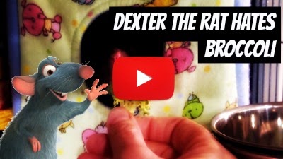 Watch Dexter the rat who hates Broccoli just like other Broccoli hates but in a adorable way via geniushowto.blogspot.com adorable cute pet videos