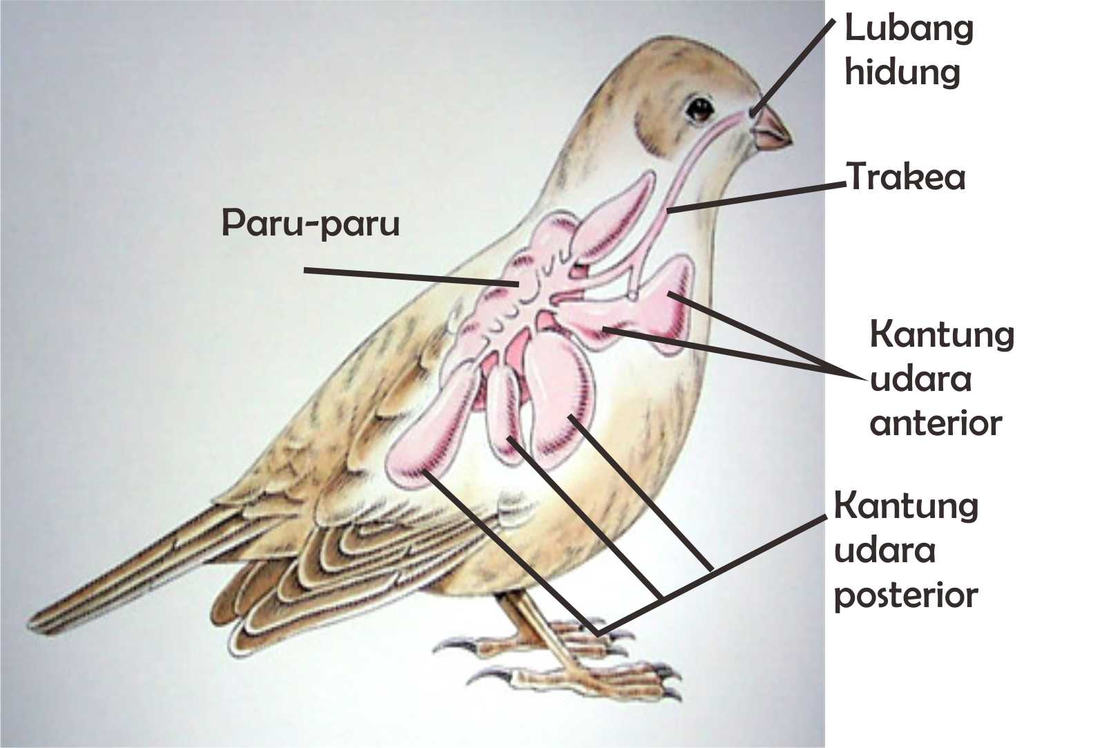  Sistem  Pernapasan  Burung  BioFuntastic