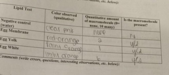 Testing macromolecules conclusion image