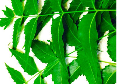 Benefits of Neem for hair, skin and health Benefits of Neem for hair, skin and health