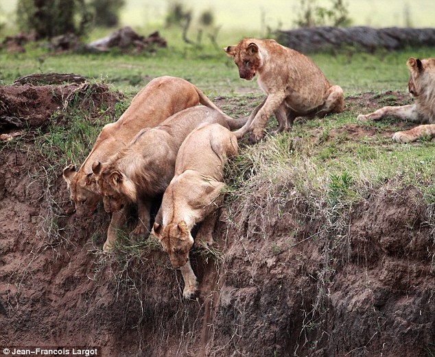 Lions saving a lion