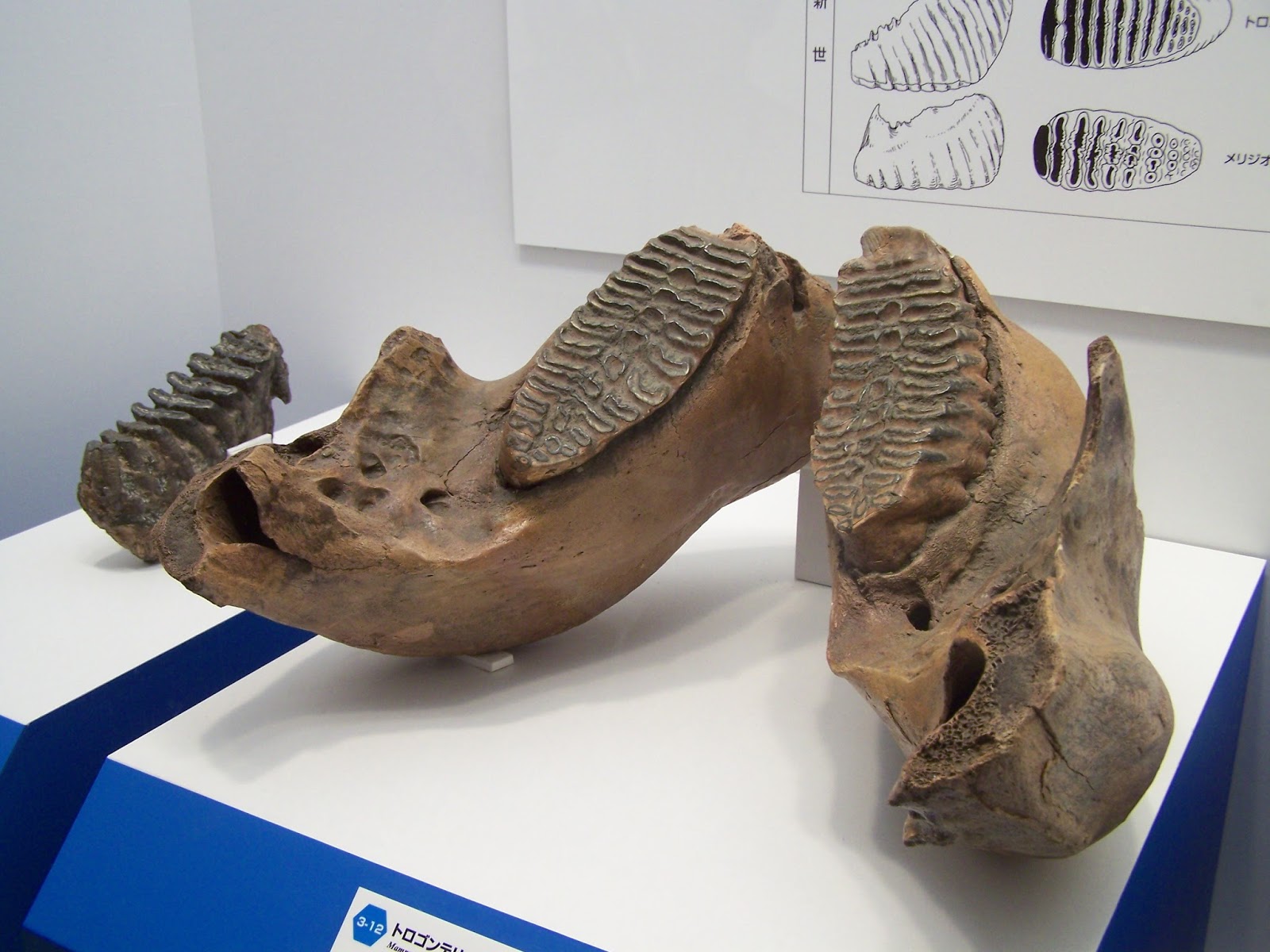 Japanese Jellies Yuka mammoth