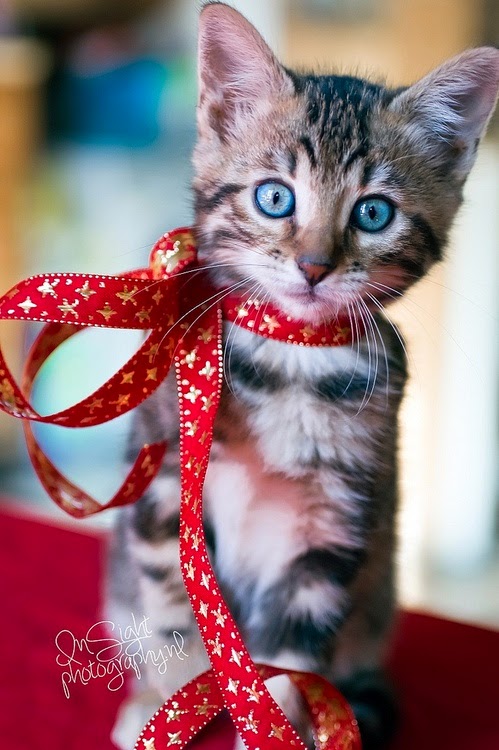blue eyed grey kitten red ribbon