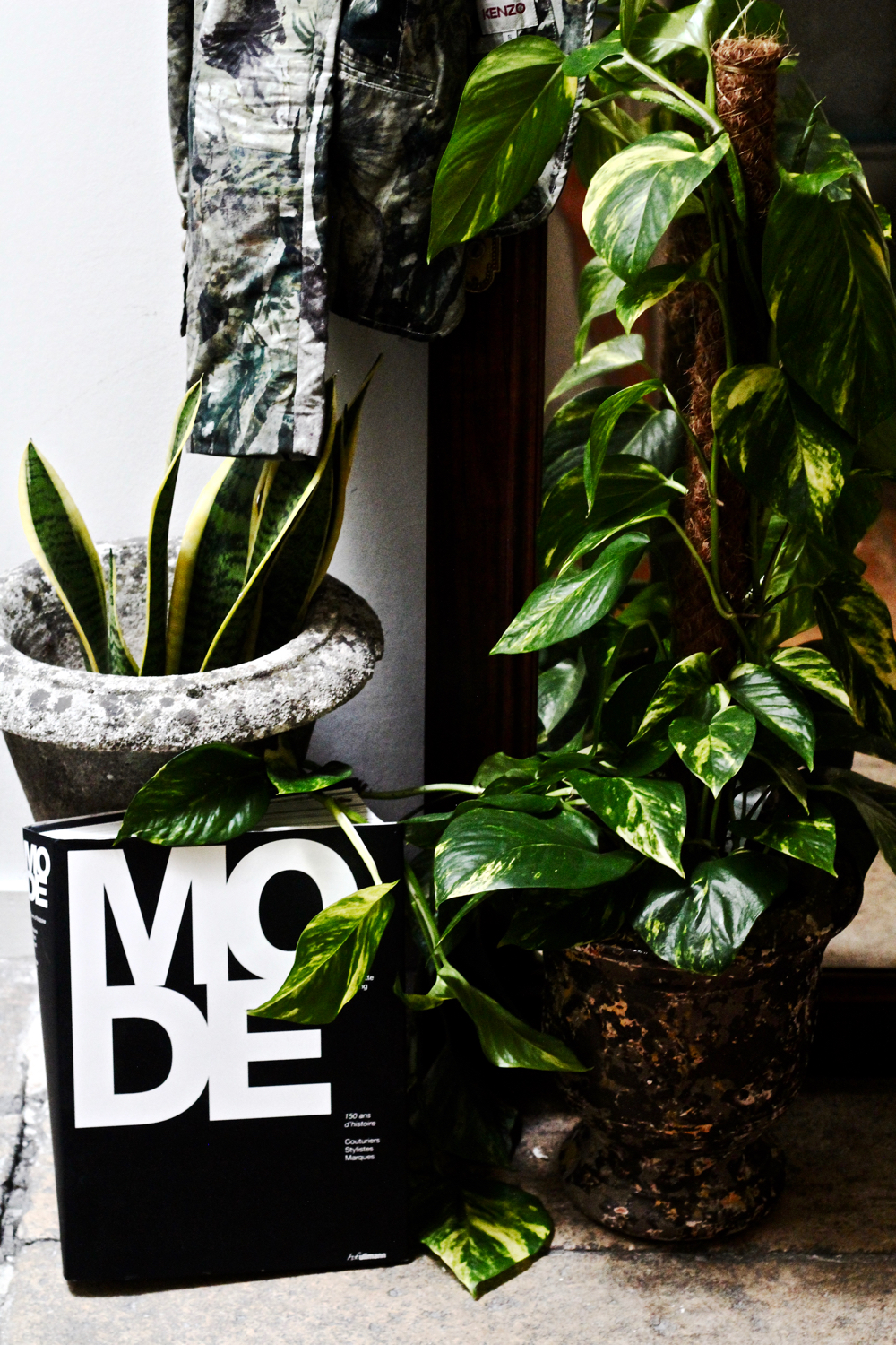 BLOG-MODE-HOMME-DECO-STYLE-INTERIEUR-PLANTES-POUR-MASCULINES-maplantemonbonheur-design-ecolo-vegetal-naturel - scindapsus schefflera croton philodendron monstera langue de belles meres 