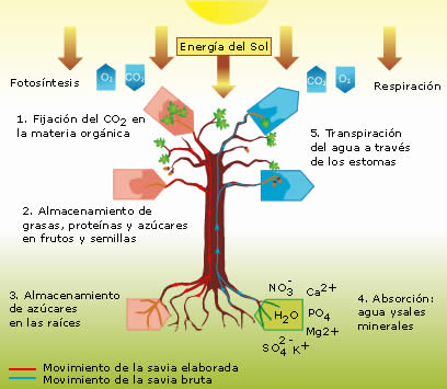importancia del agua en la nutricion y respiracion