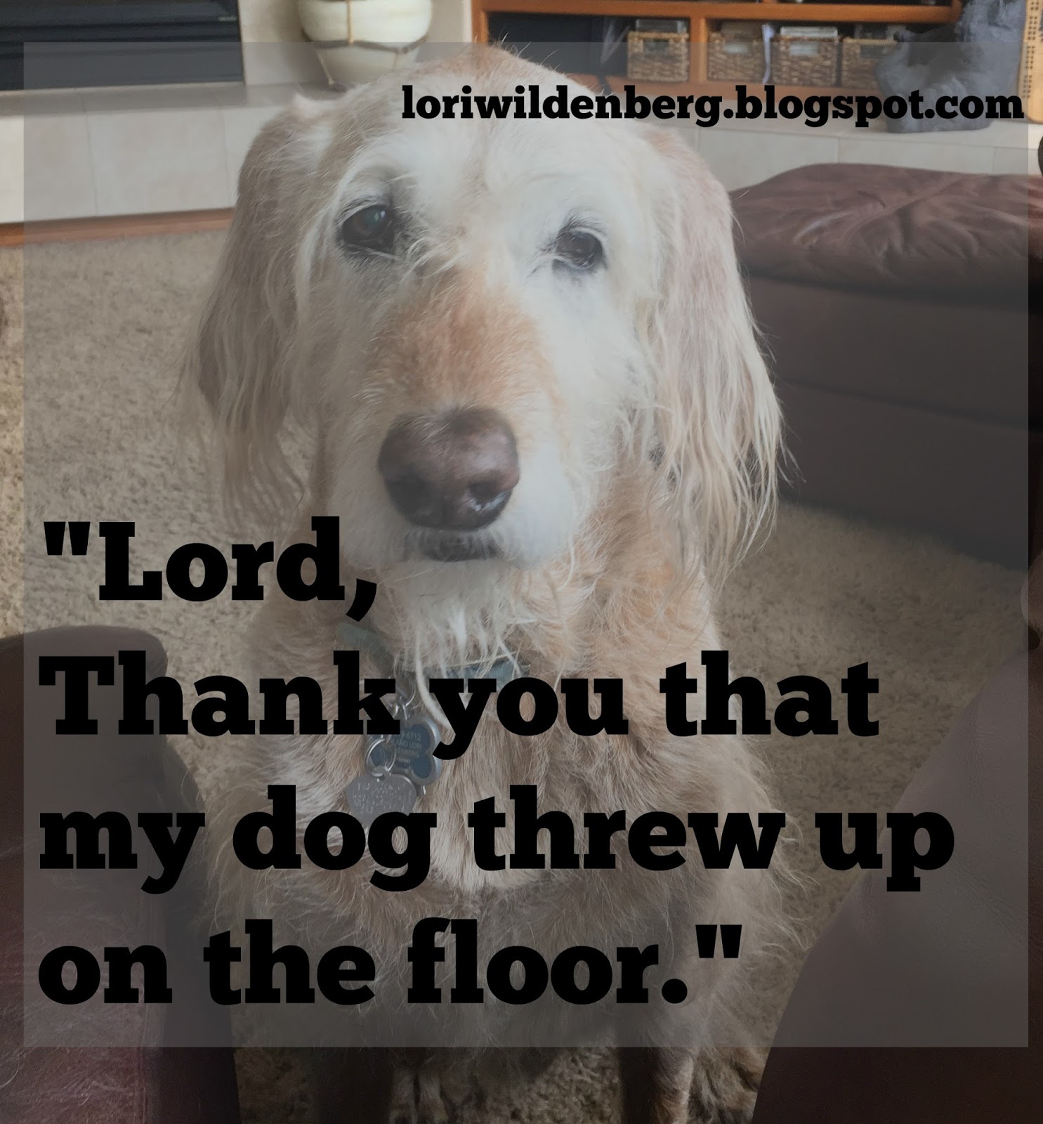 Eternal Moments "Lord, Thank you that my dog threw up on the floor."