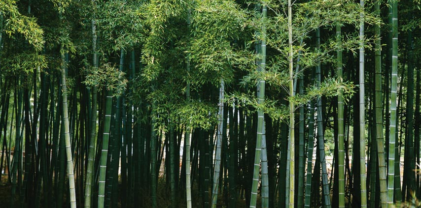 Gambar 1: Kebun Bambu