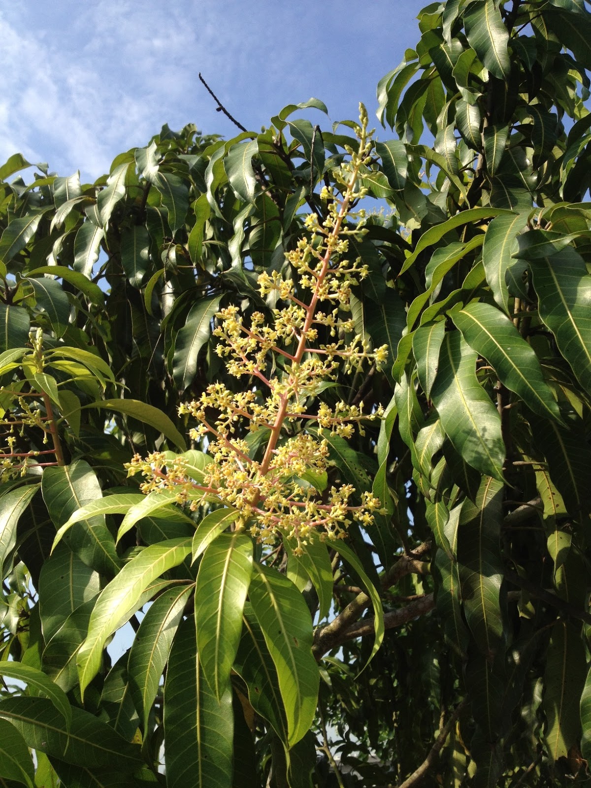 Riverine Parks Mango (Mangifera indica)