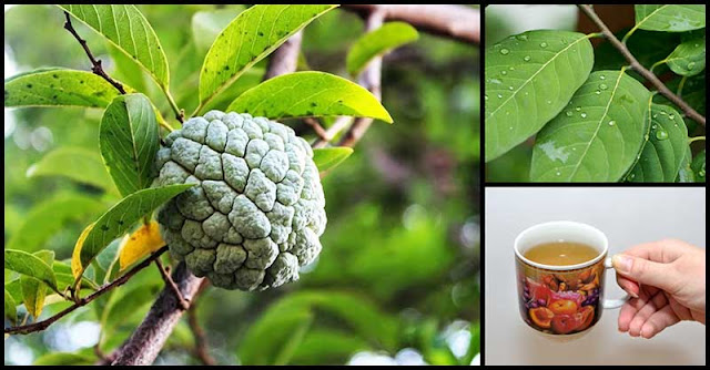 Help Improve Strength, Blood Sugar Levels And Digestive Health With Custard Apple Leaves Help Improve Strength, Blood Sugar Levels And Digestive Health With Custard Apple Leaves