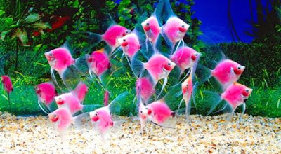 LOS 10 ERRORES COMUNES EN EL ACUARIO LOS 10 ERRORES COMUNES EN EL ACUARIO