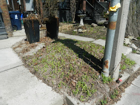 Parkdale Toronto front garden spring clean up before by Paul Jung Gardening Services