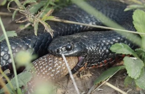 Arti Mimpi 2 Ular Berkelahi