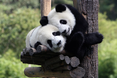 Osos Panda en su hábitat natural