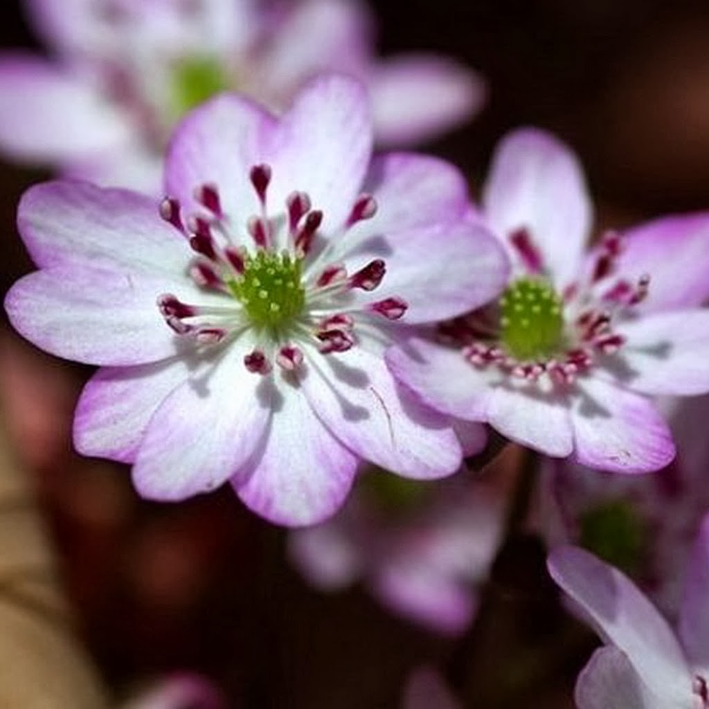 Flower Homes Hepatica Flowers