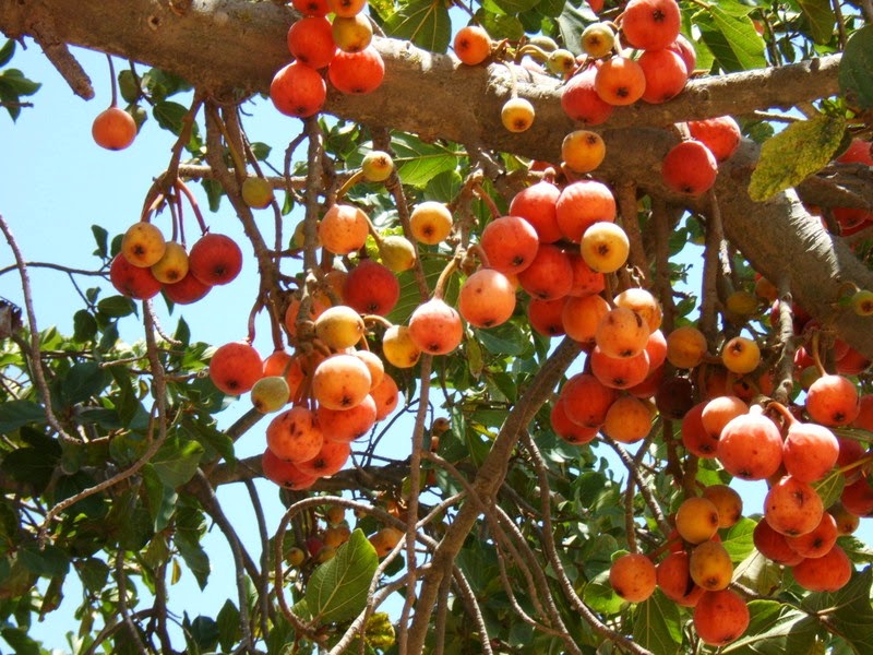 Articles sur l'Egypte et son histoire Documentaries about Egypt and