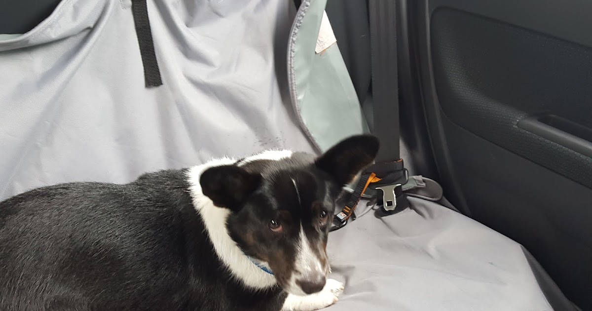 Big Ears Kennel Abi Got Skunked