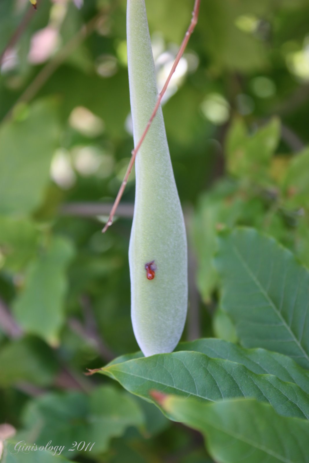 Our Life in Photos by Ginisology Wisteria pods