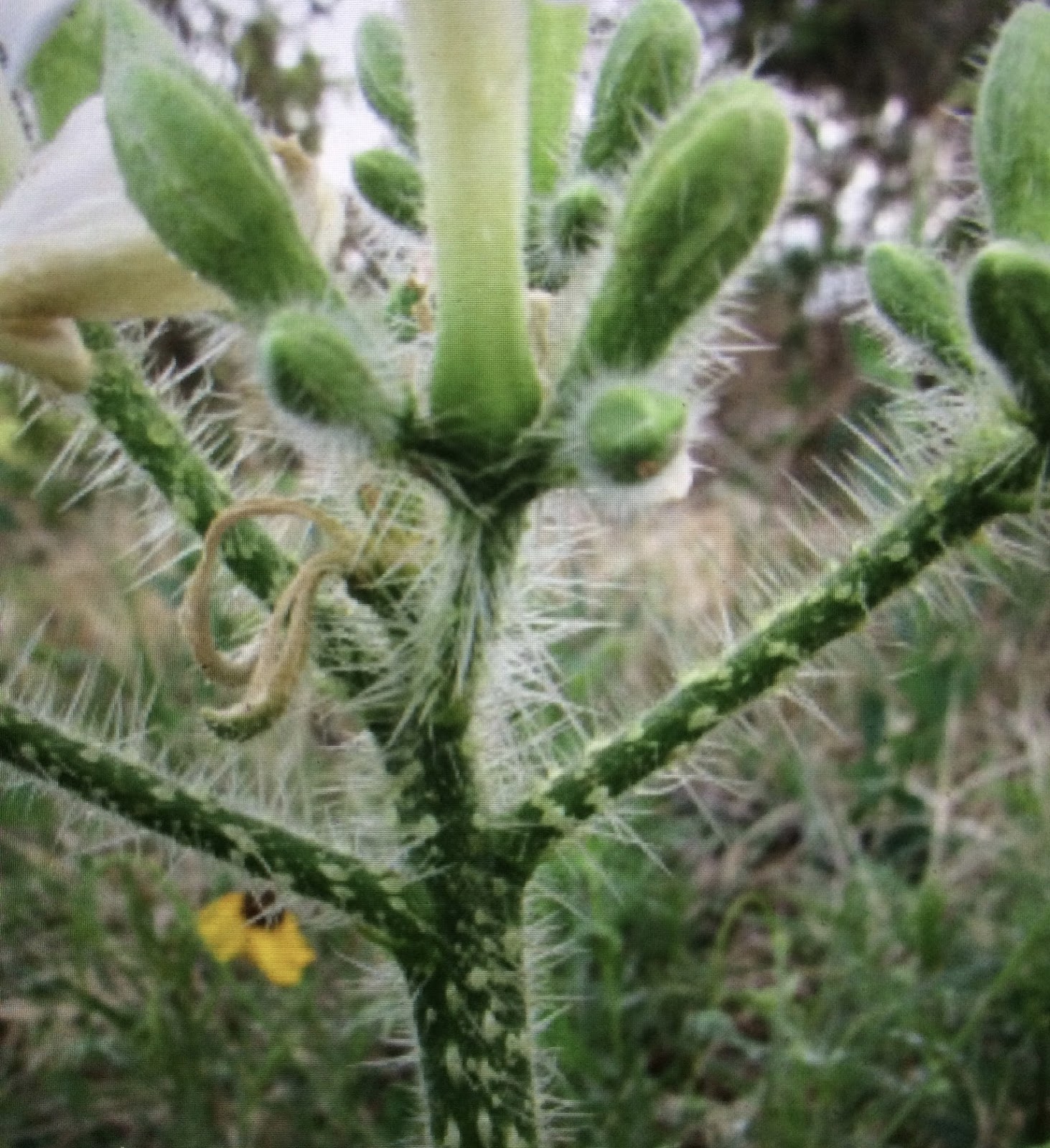 the Rocking Chair The Bull Nettle
