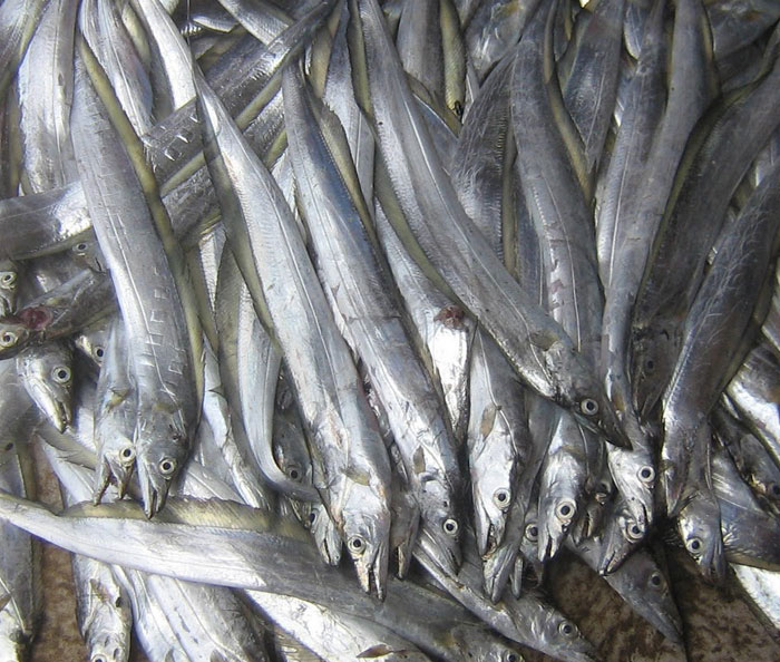 Expose Pacitan: Ikan Layur Pacitan Dapat Digunakan Untuk Bahan Dasar
