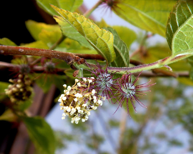 Dwarf Paper Mulberry, Kozo (Broussonetia monoica)